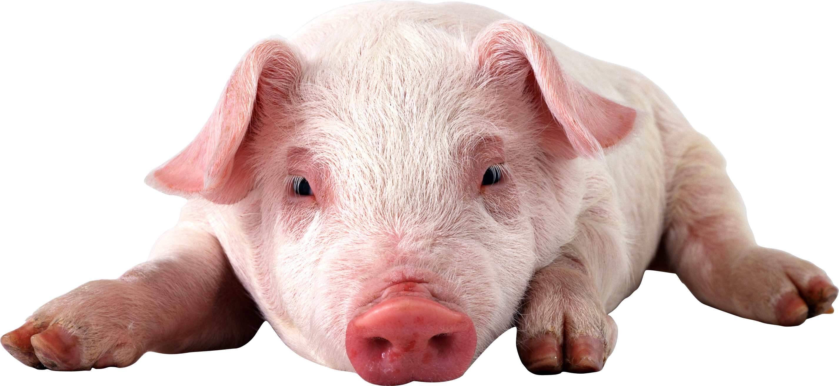 Pig Png (2852x1312), Png Download