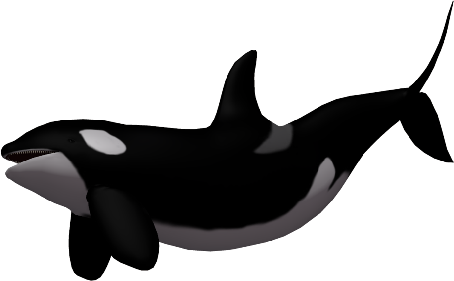 Pin By Vasilica Rubina On Art - Killer Whale No Background (1024x639), Png Download