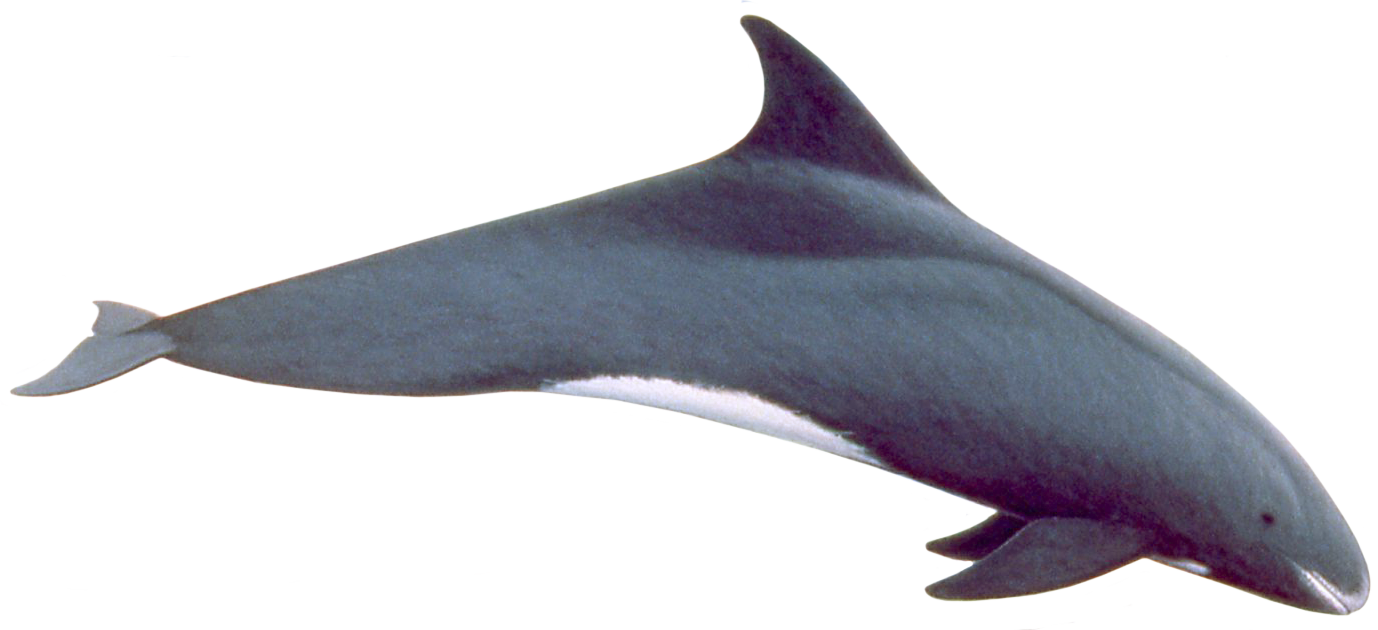 Pygmy Killer Whale Png (1378x630), Png Download