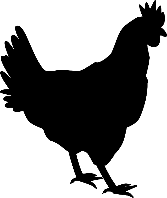Royalty Free Stock Free Image On Pixabay Hen Chicken - Chicken Silhouette (540x640), Png Download