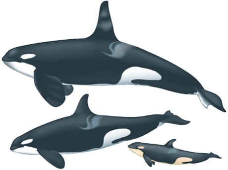Whale Transparent Orca - Male And Female Orca (460x342), Png Download