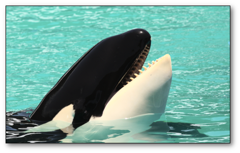Killer Whale (474x302), Png Download