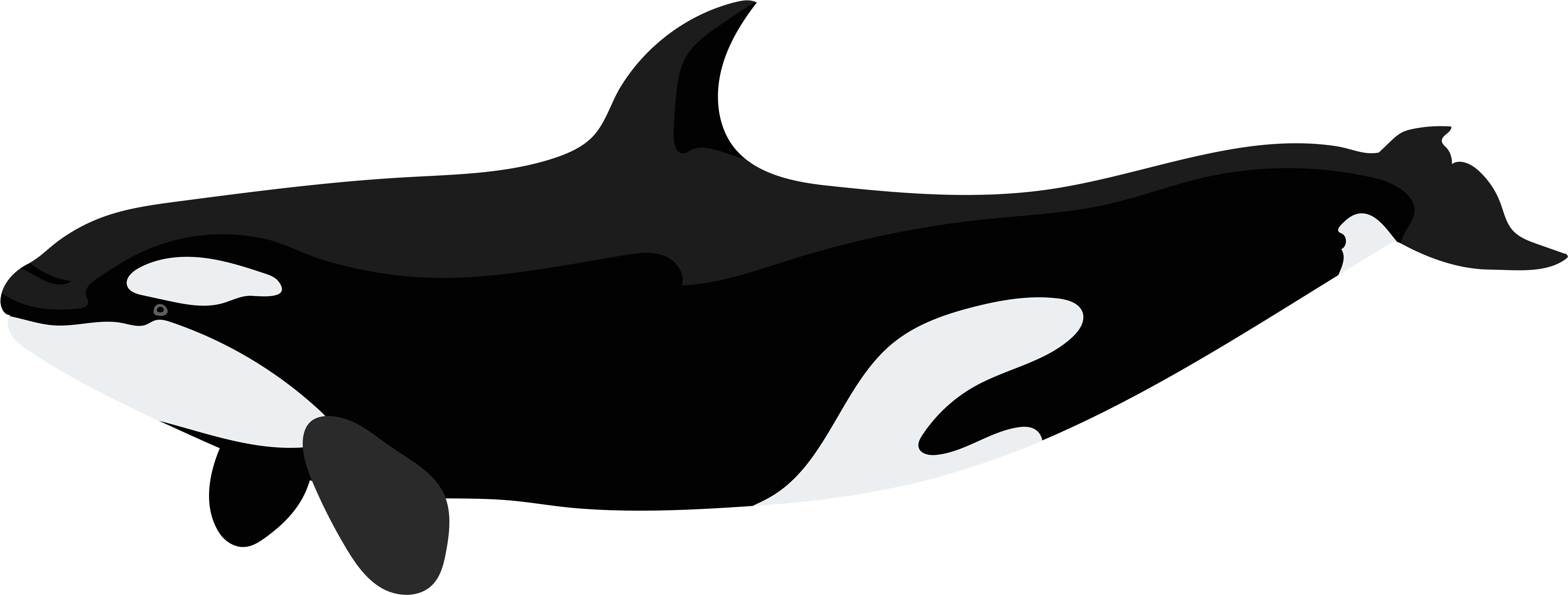 Png Clip Art Image - Orca Png (8000x3071), Png Download
