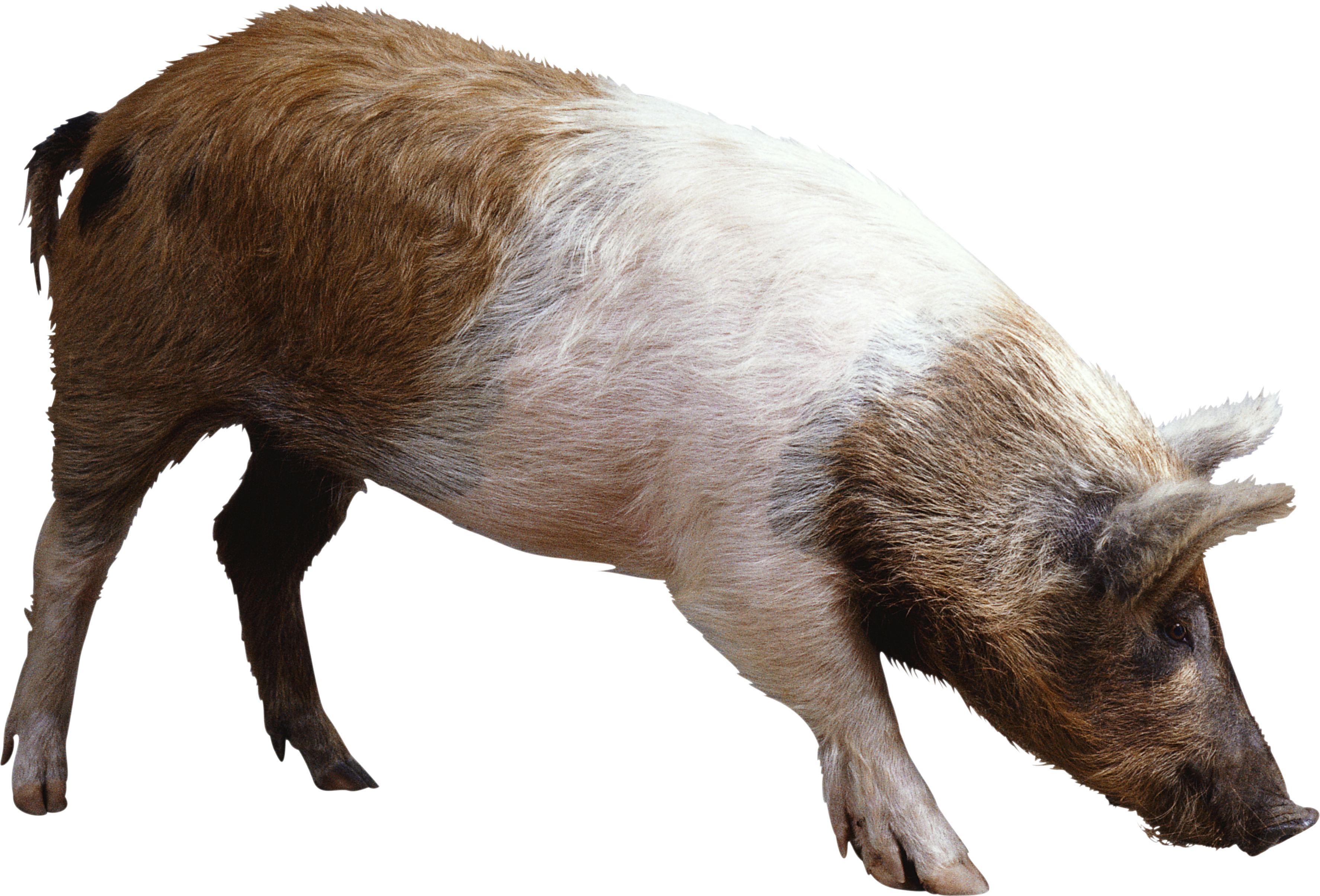 Pig Png Image - Pig Png (3548x2408), Png Download
