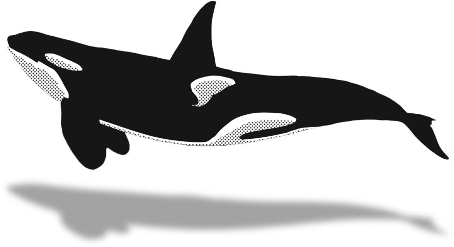 Whaletrips Norway The Best Tips For Watching - Killer Whale (1024x640), Png Download