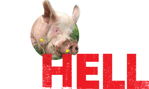 Hope Not Hell - Domestic Pig (600x358), Png Download