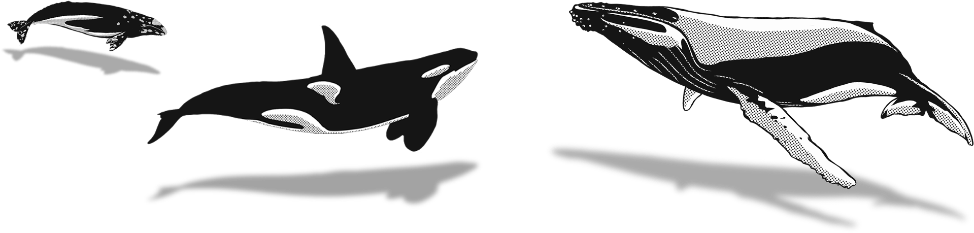 December - Killer Whale (1984x536), Png Download