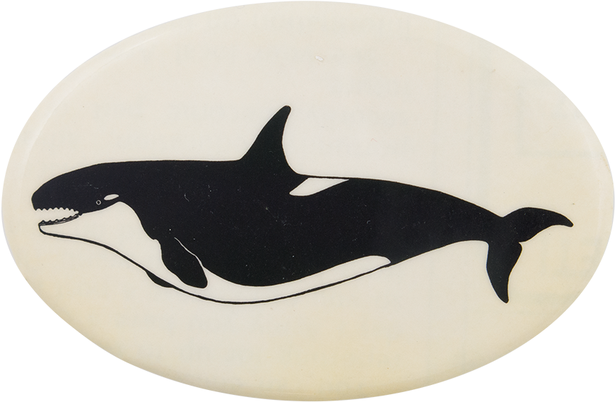 Orca Whale 2 Art Button Museum - Museum (1000x696), Png Download