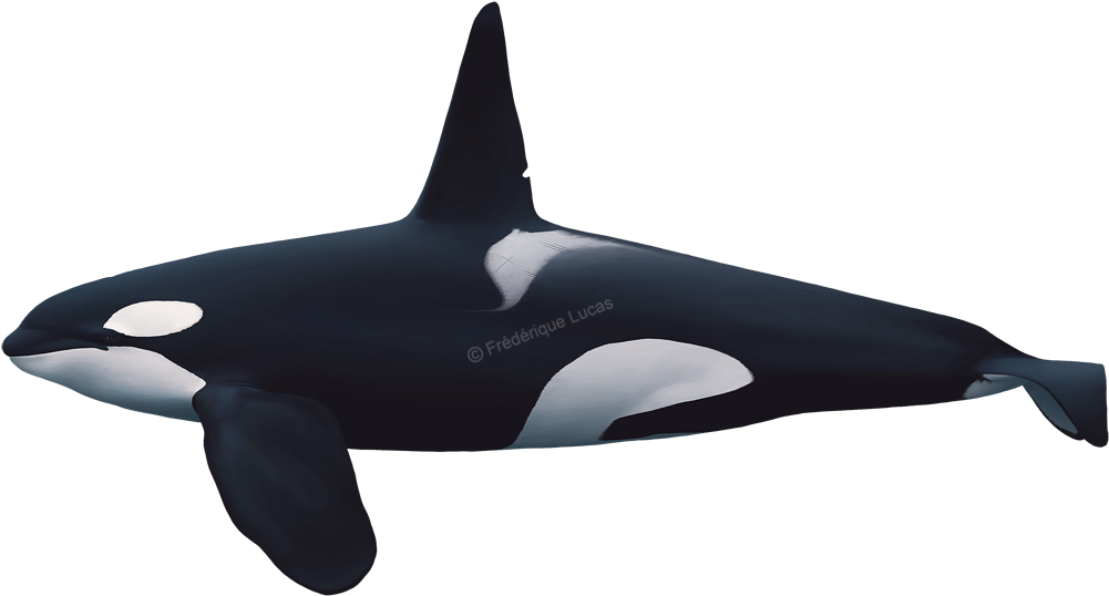Killer Whales Bull, Cow And Calf - Orca Scientific Illustration (1000x571), Png Download
