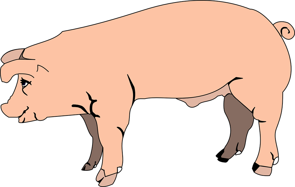 Cute Pig Png Hd Transparent Cute Pig Hd - Male Pig Clipart (960x609), Png Download