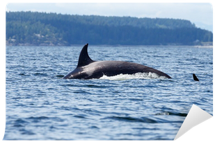 Killer Whale (400x400), Png Download