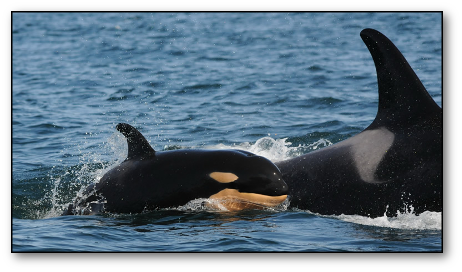Baby J51 With Mom J41 (eclipse), Born February, - Killer Whale (462x272), Png Download