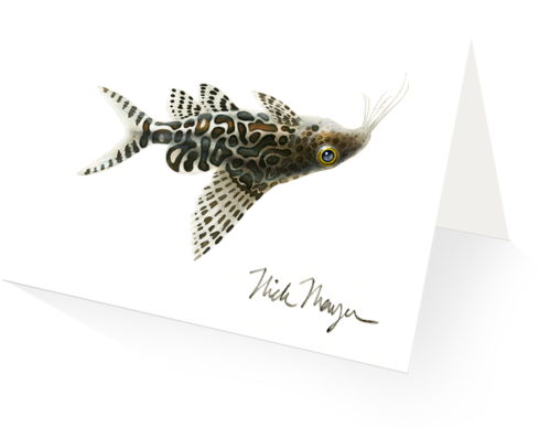 Ups & Down Catfish (600x483), Png Download