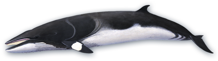 Minke Whale - Minke Whale Png (740x209), Png Download