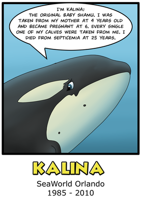 Photo 5025533 Zps9reg176d - Kalina Whale (305x408), Png Download