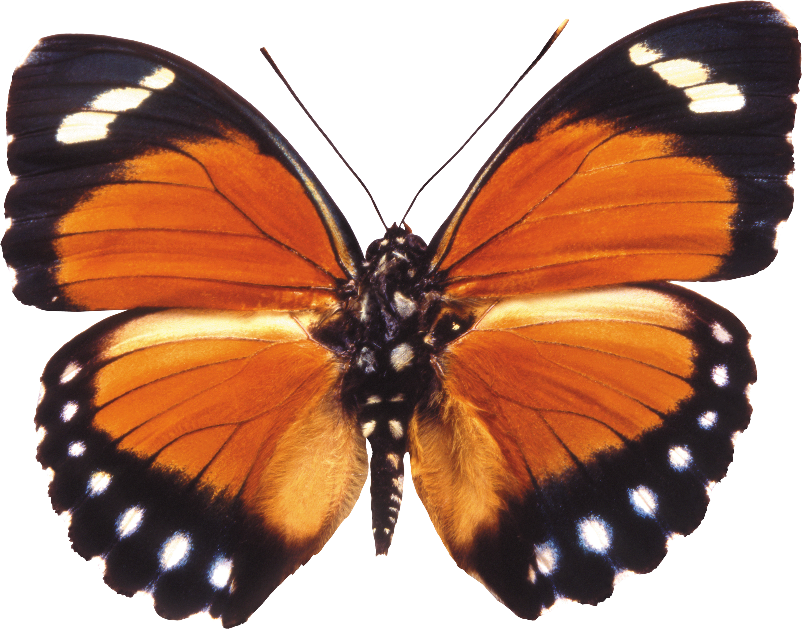 Butterfly Clipart Download - Butterfly Pics Transparent Background (2800x2196), Png Download
