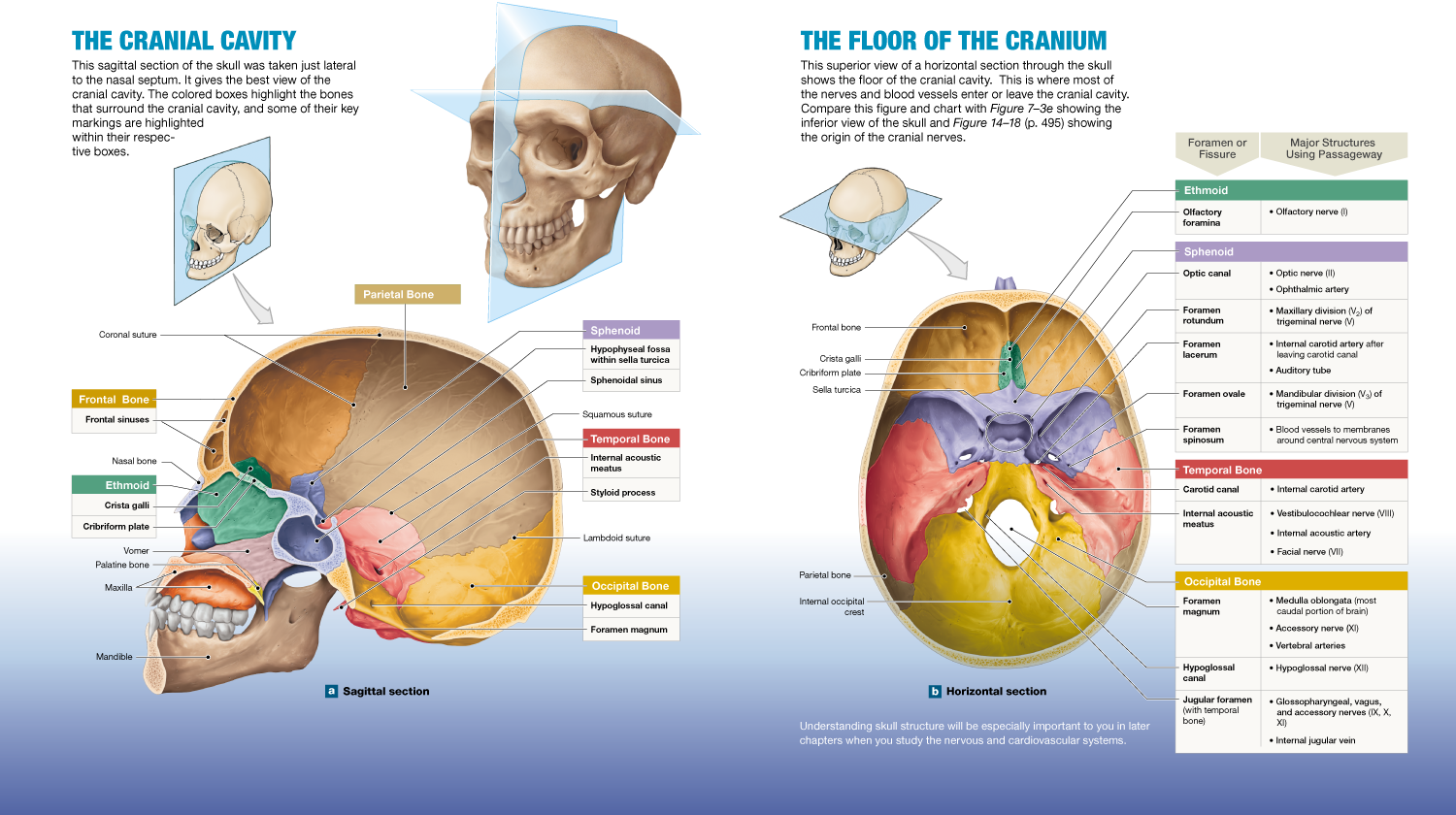 7 2 The Skulls 8 Cranial Bones Protect The Brain And - Skull (1500x840), Png Download