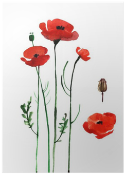 Watercolor Poppy - Watercolor Painting (400x400), Png Download