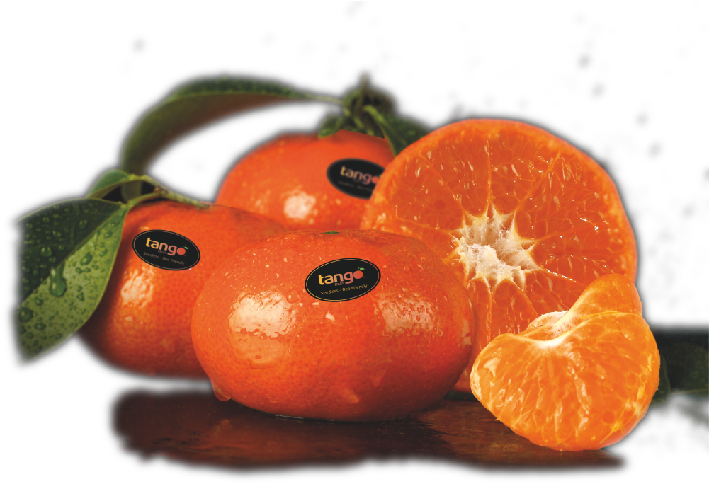 G2880 - Mandarina Tango (1009x712), Png Download