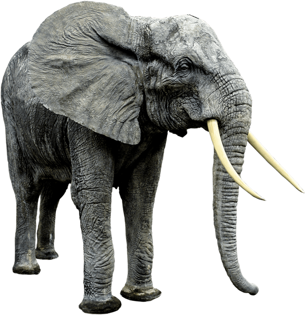 Animals Clipart Png,cartoon Animals Png,cute Animal - Big Animal And Small Animal (1145x815), Png Download