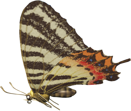 Ld Ais Butterfly 1 - Skipper (butterfly) (581x581), Png Download