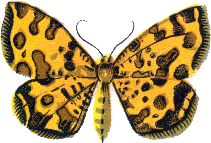 Png - Speckled Wood (butterfly (764x514), Png Download