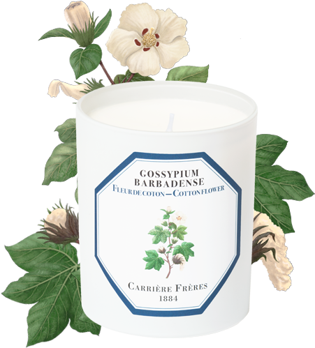 Cotton Flower - Gardenia (556x556), Png Download