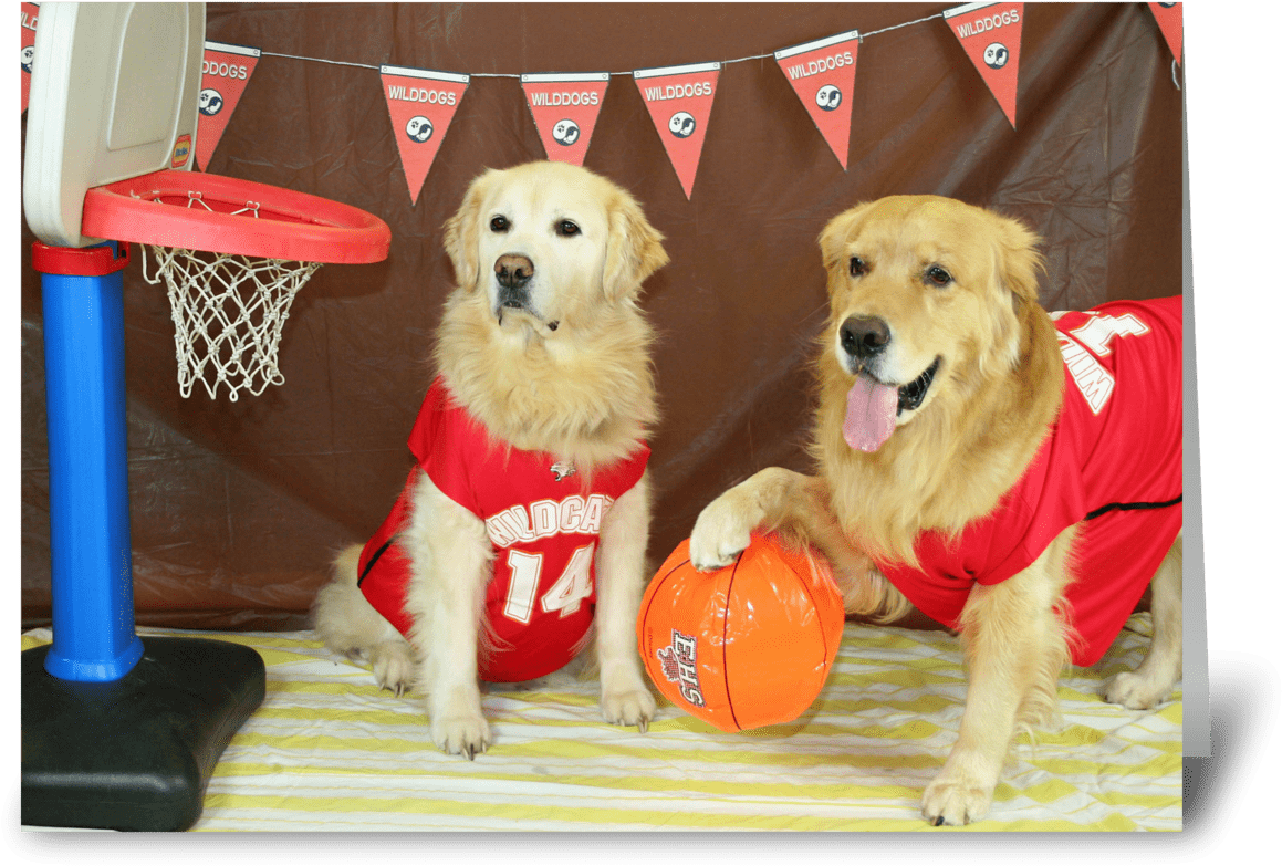 A Slam Dunk Birthday - Dog Catches Something (1272x1047), Png Download