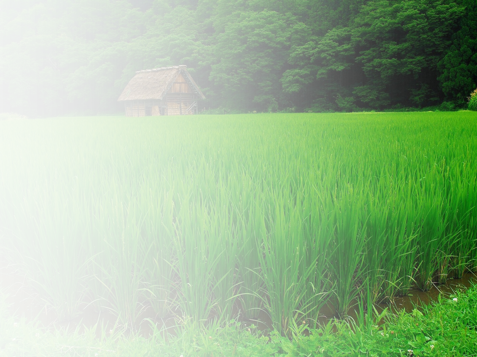 Cotton - Paddy Field (1600x1200), Png Download