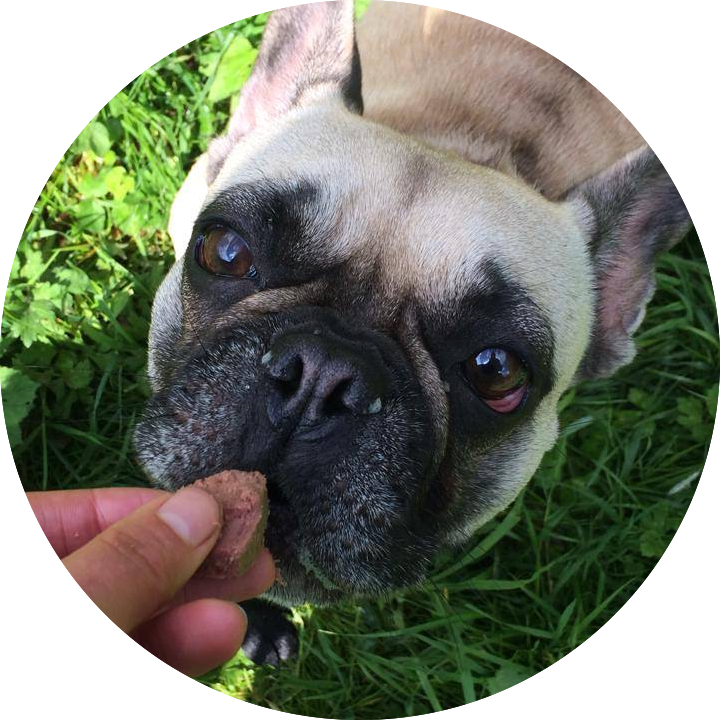Zoe Previous Item Hector Next Item Lentebloem - Pug (720x720), Png Download