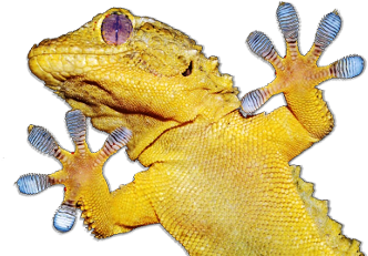Gecko Ptfe (344x280), Png Download