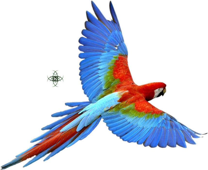 Png Bird Of Paradise - Parrot Png (900x735), Png Download
