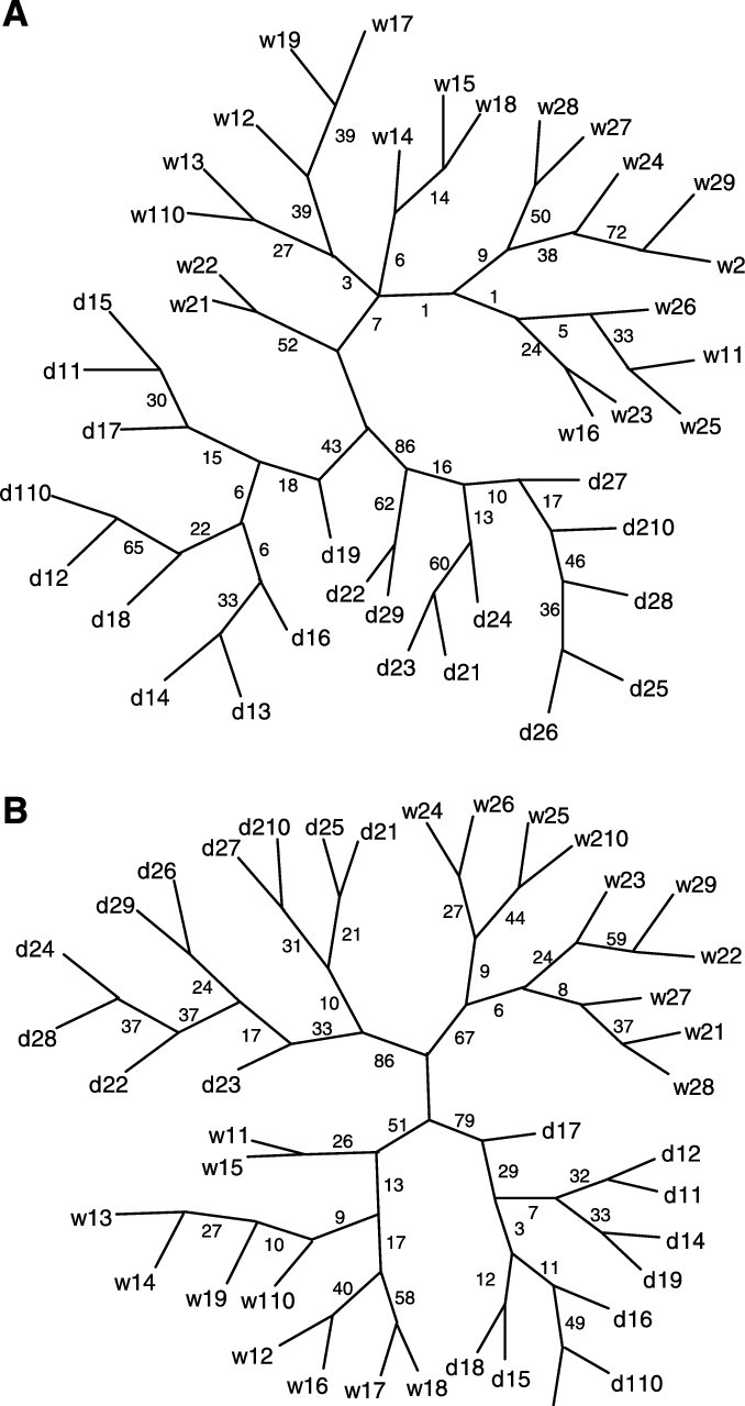 Neighbor-joining Trees Constructed From Similarity - Line Art (678x1279), Png Download