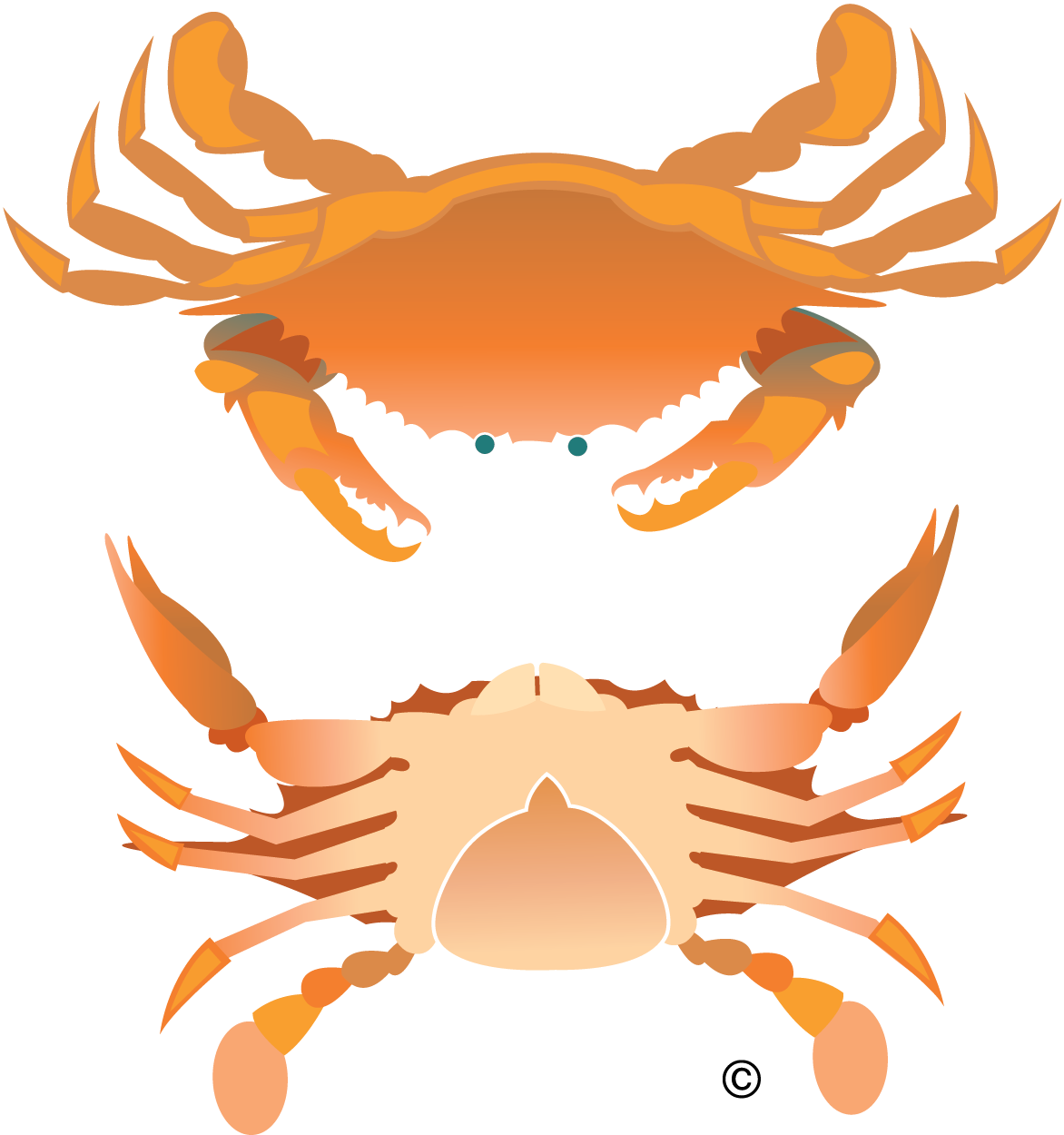 Vector Crab Illustration Clip Art - Rock Crab (1410x1460), Png Download