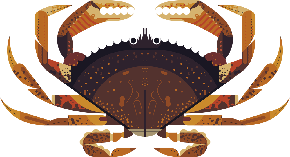 Dungeness Owen Davey Illustration I Love Crabs - Owen Davey Ghost Cat (1000x541), Png Download