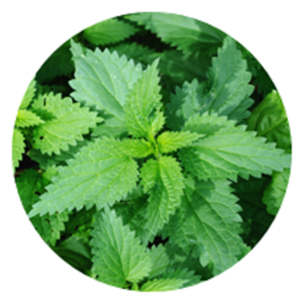 Nettle - Nepeta (1040x432), Png Download