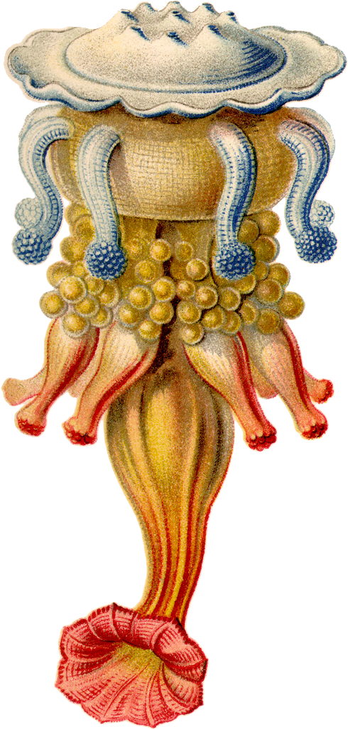 Art And Science Of Ernst Haeckel (559x1062), Png Download