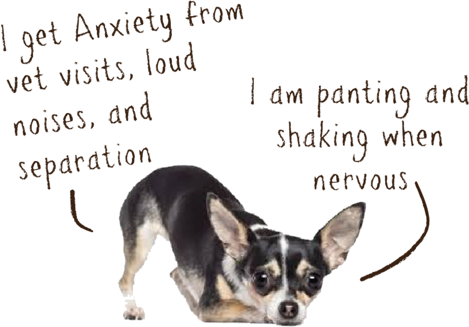Anxiety - Dog Loud (1000x716), Png Download