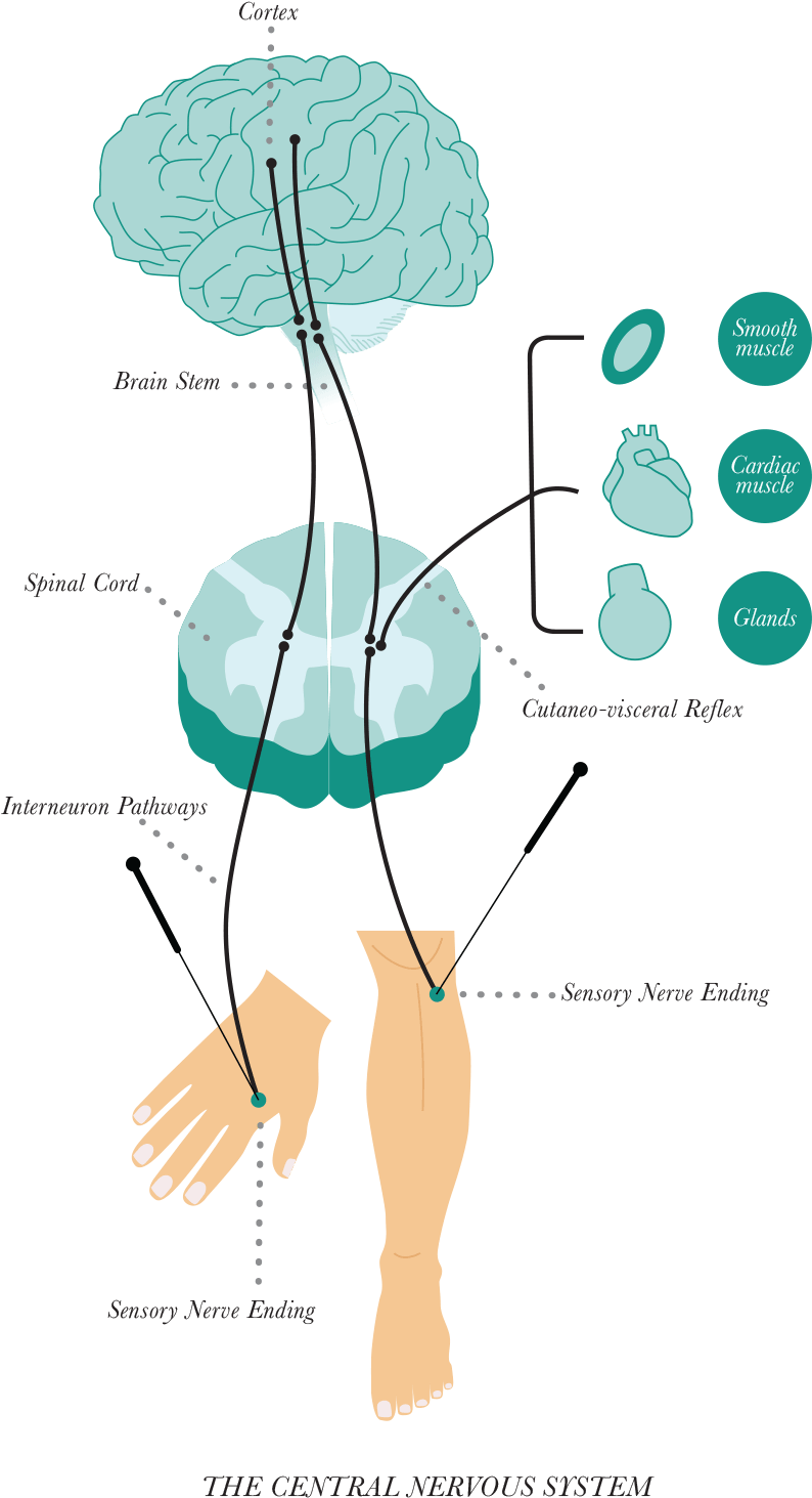 A Meta-analysis Found That Compared To A Placebo Therapy, - Acupuncture Mechanism For Anxiety (802x1472), Png Download