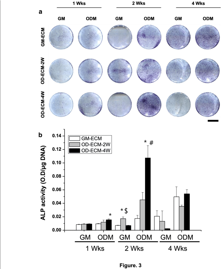 Alp Staining And Quantification On Gm Ecm, Od Ecm 2 - Diagram (850x890), Png Download
