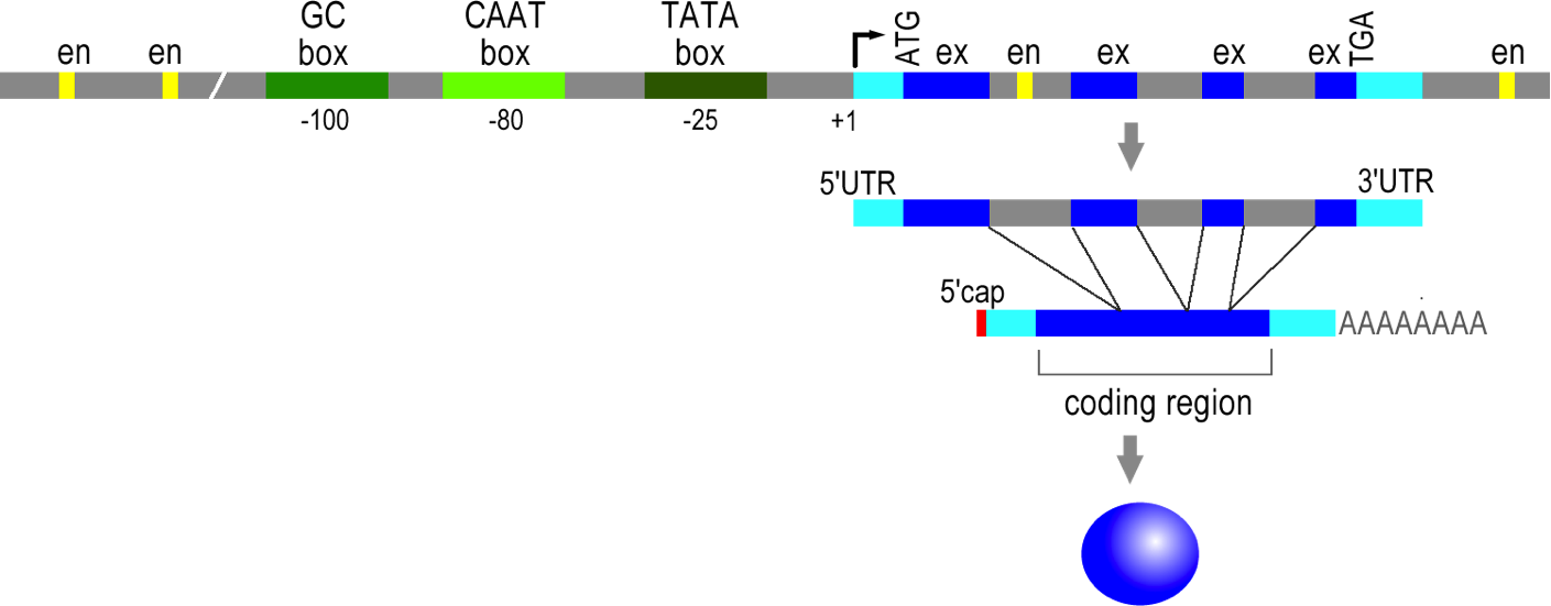 Figure - Regulatory Elements In Eukaryotic Genes (1409x551), Png Download