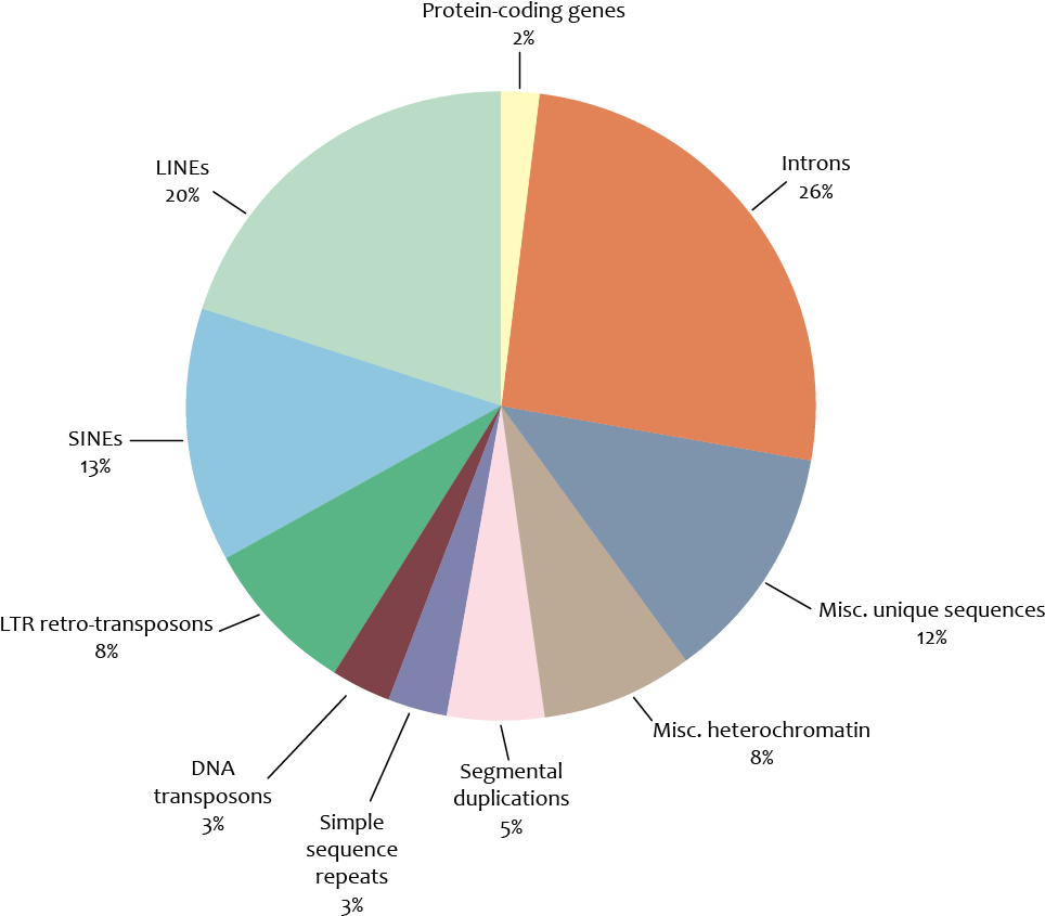 Components Of The Human Genome - Genome Components (1065x893), Png Download