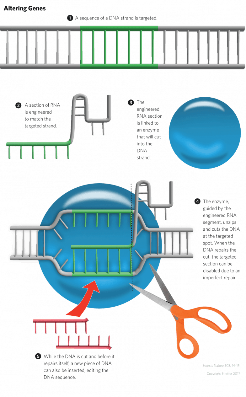 A Gene Editing Technique Known As Crispr Cas9, Like - Gene Editing Insertion (784x1265), Png Download