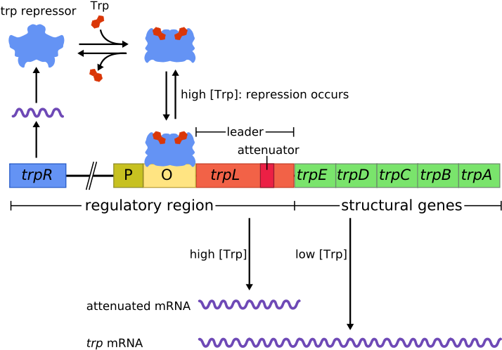 Difference Between Structural And Regulatory Genes - Does Transcription Start On A Galactose Operon (753x539), Png Download