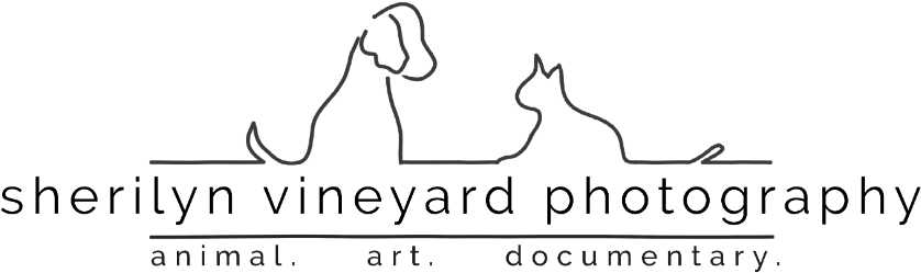 Logo - Line Art (900x342), Png Download