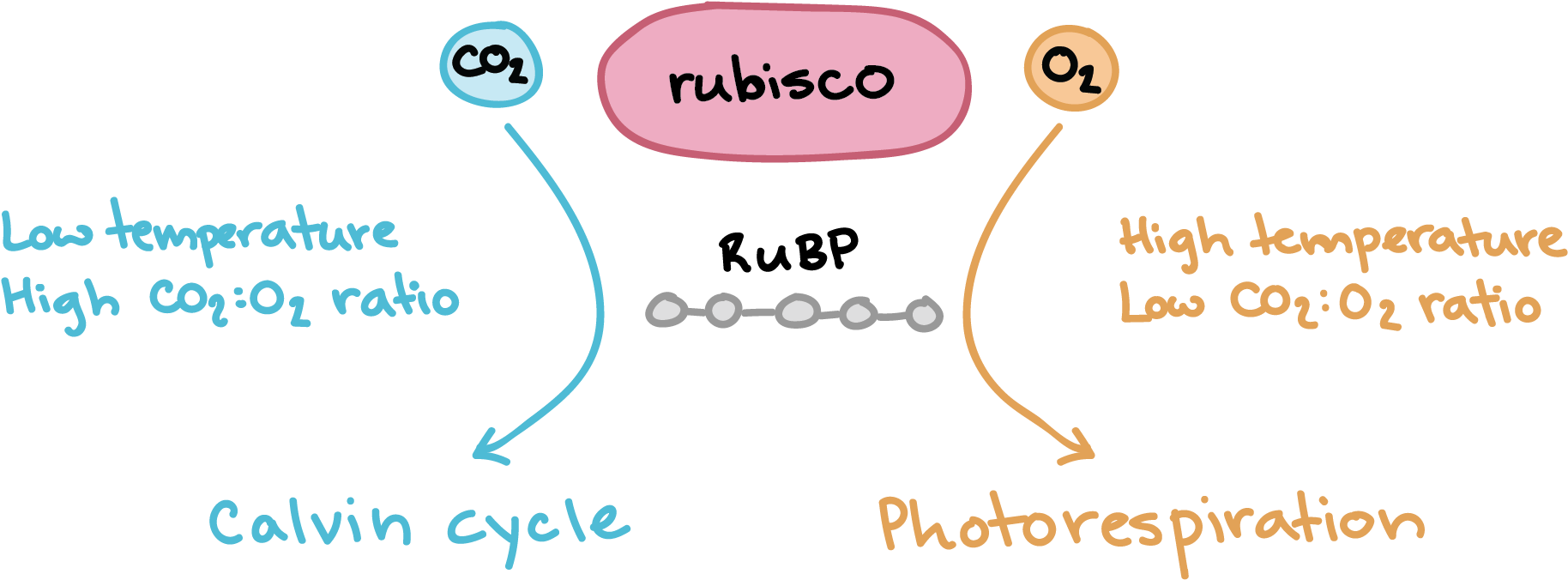 Rubisco Can Bind To Either Carbon Dioxide Or Oxygen - Khan Academy Photosynthesis (2425x769), Png Download