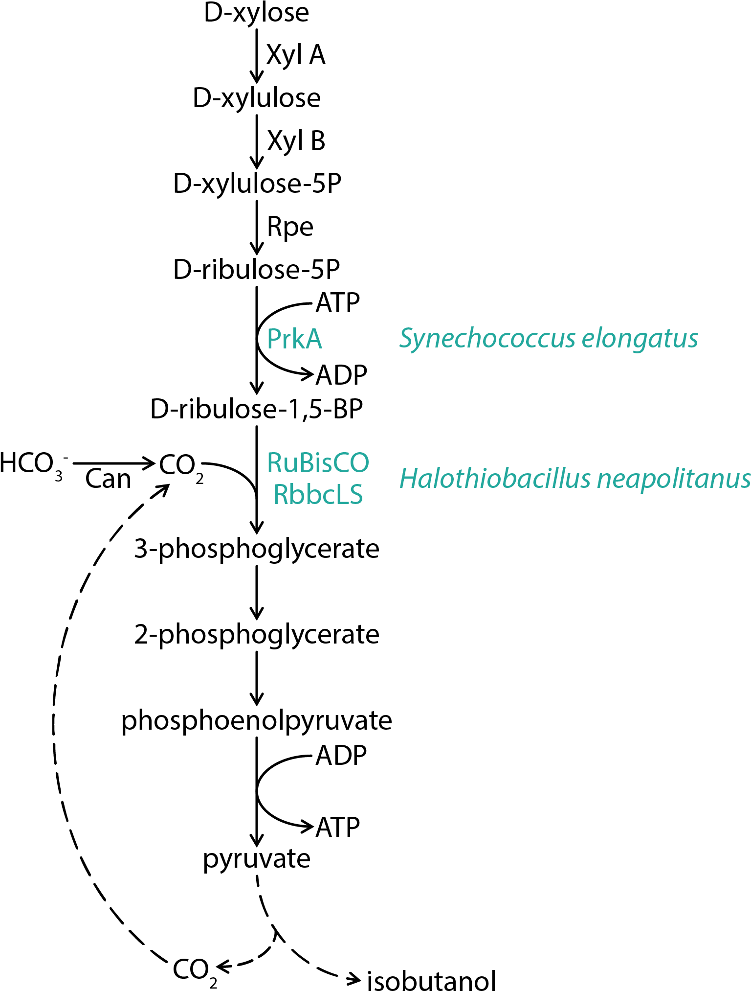 Carbon Dioxide Fixation - Heterotrophic Carbon Dioxide Fixation (1541x2047), Png Download