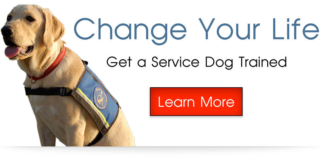 Companion And Service Dog Training In Boise, Id - Companion Dog (1170x600), Png Download