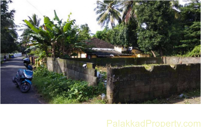 For Rent, Plot At Yakkara Murikkavu Can Use For Stock - Attalea Speciosa (640x480), Png Download