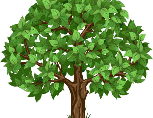 Tree Clipart Clipart Acorn Tree - Tree Clipart Transparent Background (640x480), Png Download